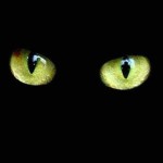 gato-negro