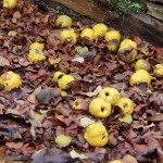 membrillos