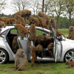 Monos