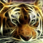 11419tigre1