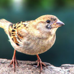 Pajarito