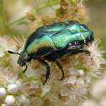 Escarabajo-Cetonia-aurata
