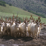 Capra Girgentana