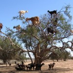 marruecos y las cabras