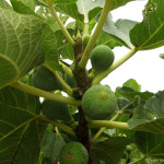 onteniente-higuera-002