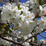 Cerezo-en-flor-8