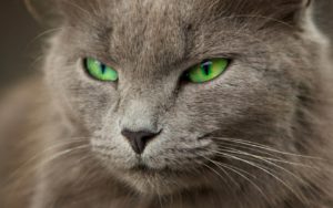 gato de ojos verdes fuerte-673594