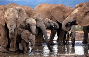elefante